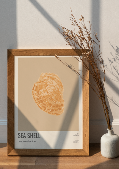 sea-shells-03