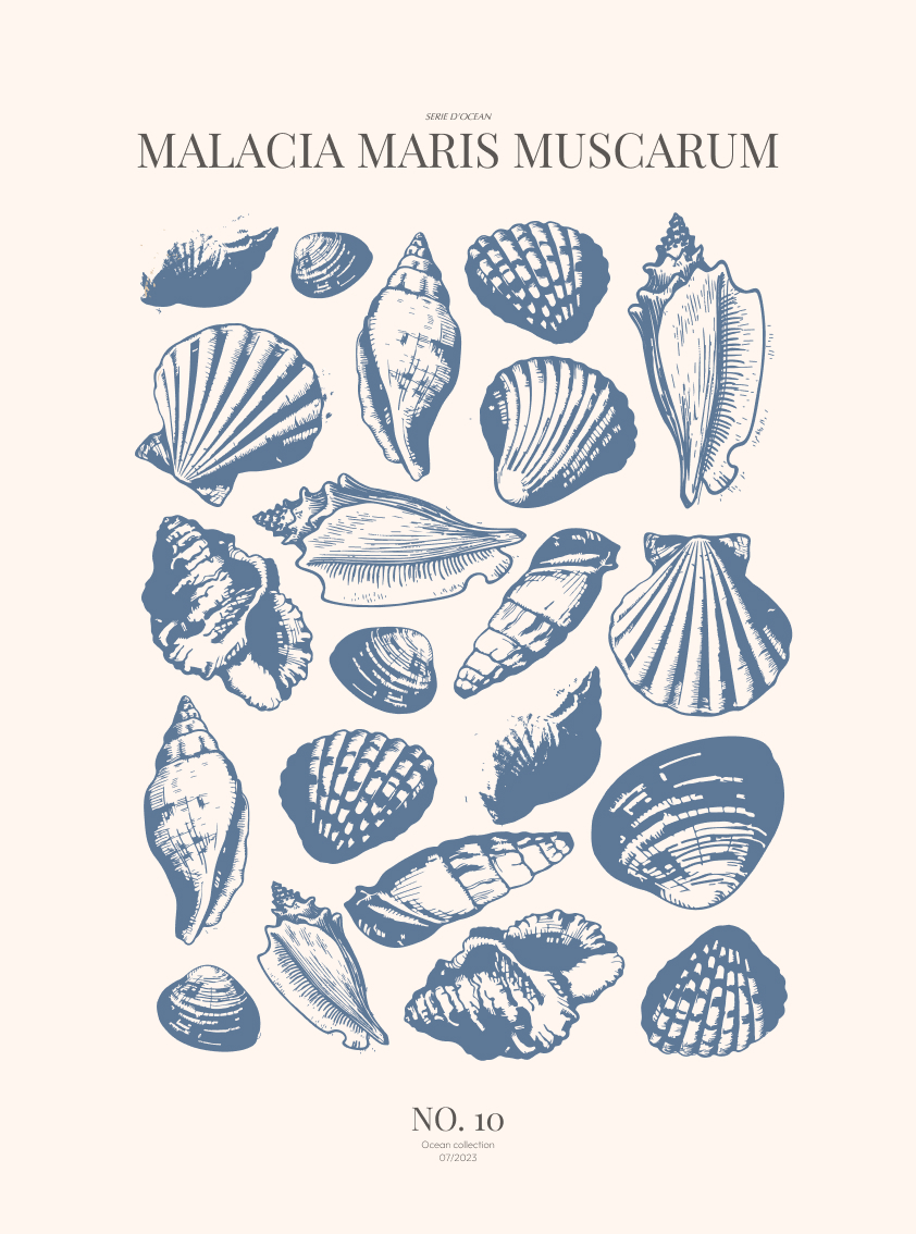 Sea-shells-10-blaa-29,7x40