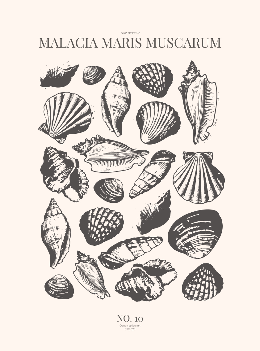 Sea-shells-10-sort-29,7x40